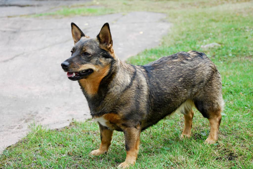 Swedish Vallhund standing