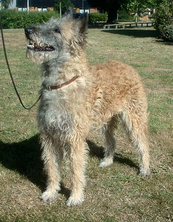 Belgian Laekenois showing friendly