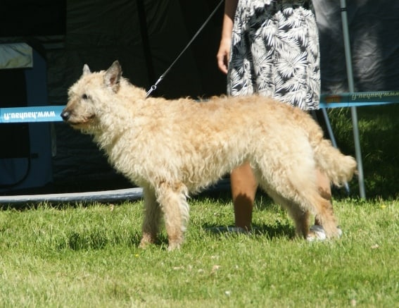 Belgian Laekenois showing