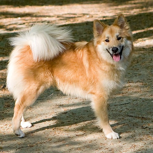 icelandic sheepdog, beach