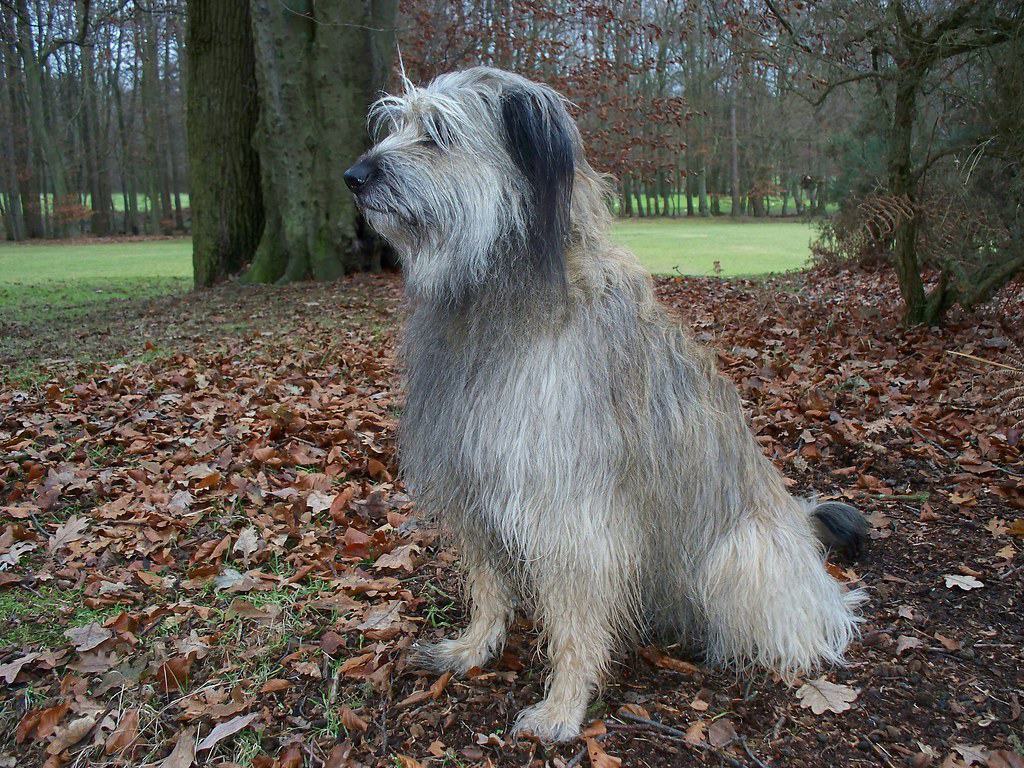 Catalan Sheepdog sitting