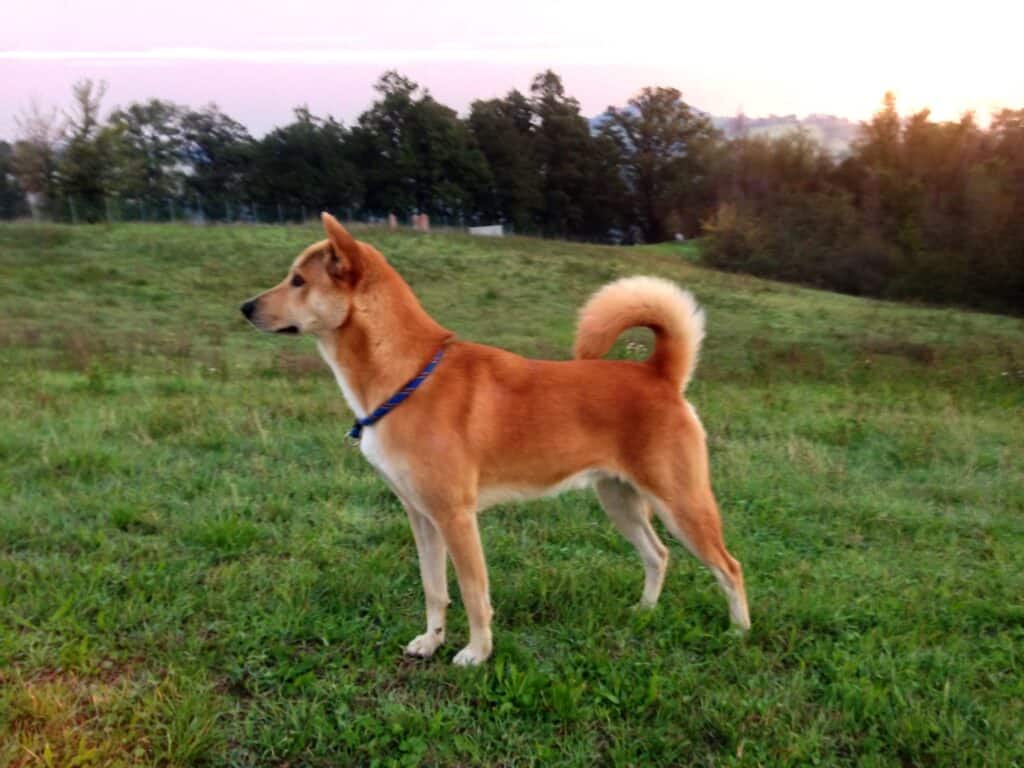 Canaan dogs standing on lead in grass