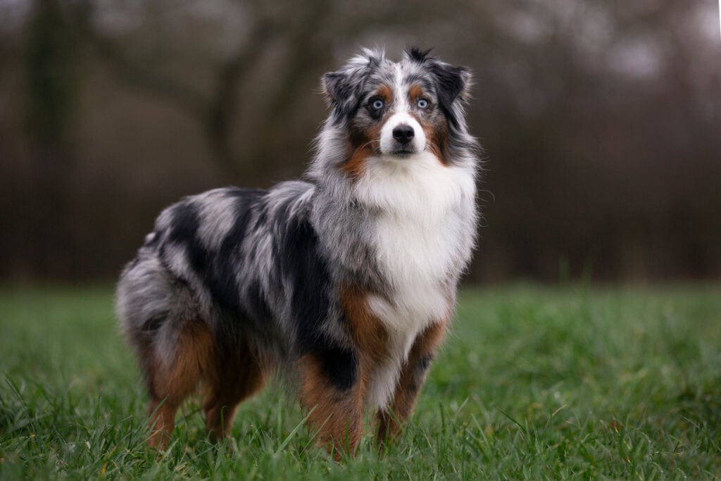 Miniature American Shepherd looking alert