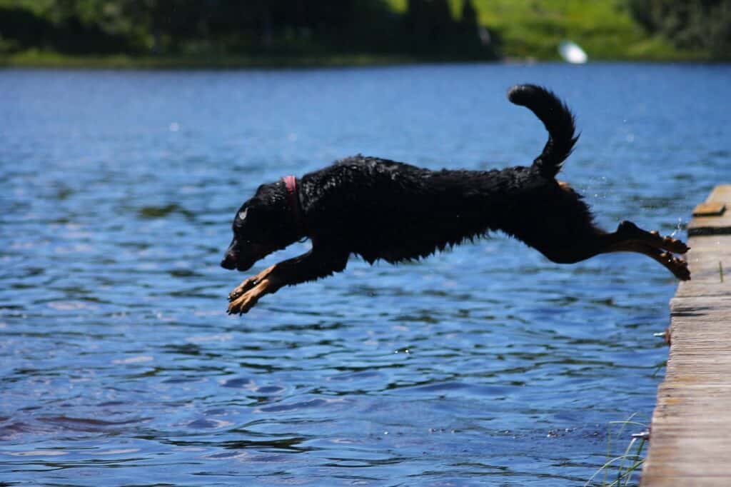 Beauceron jumping into water