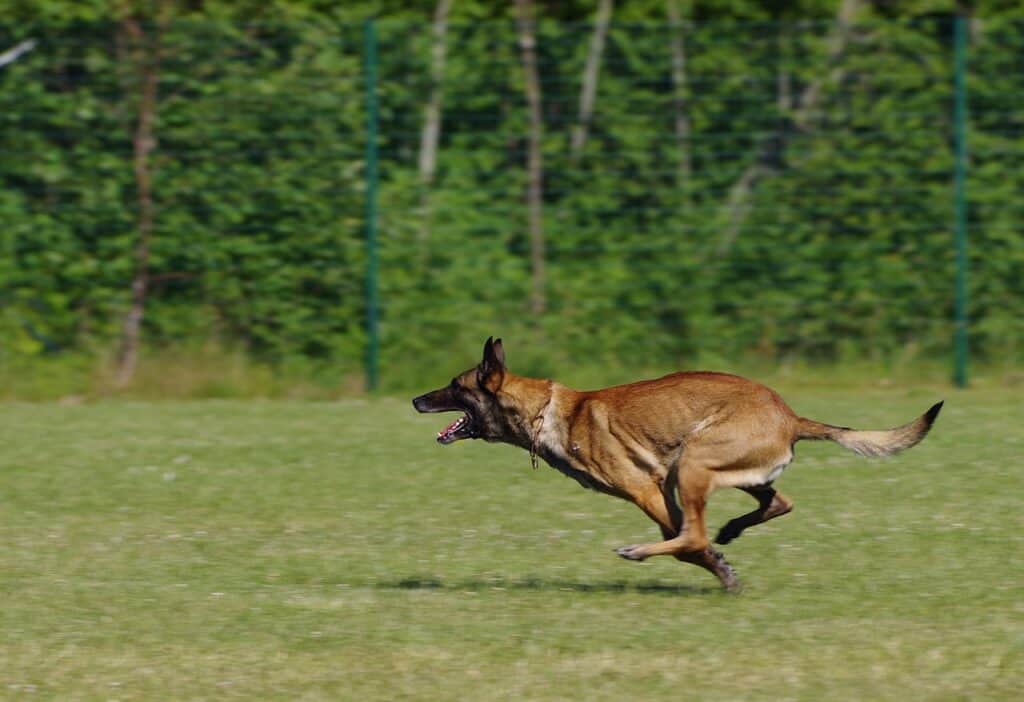 Belgian Malinois sprinting