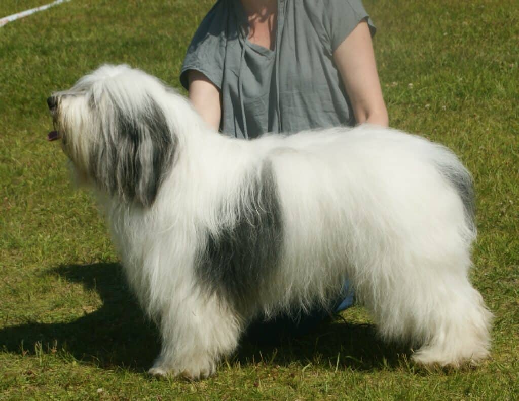 Polish Lowland Sheepdog showing on grass