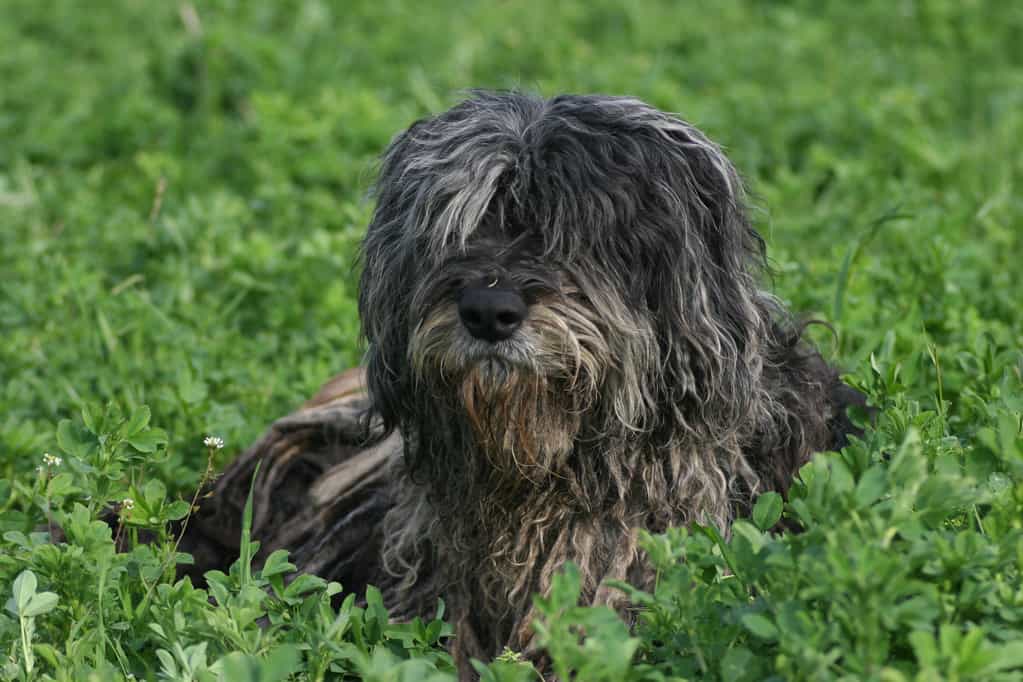 Bergamasco Shepherd in a pasture