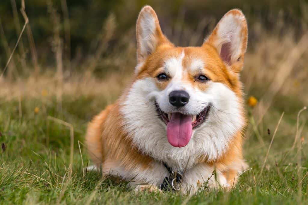 Pembroke Welsh Corgi panting on the grass