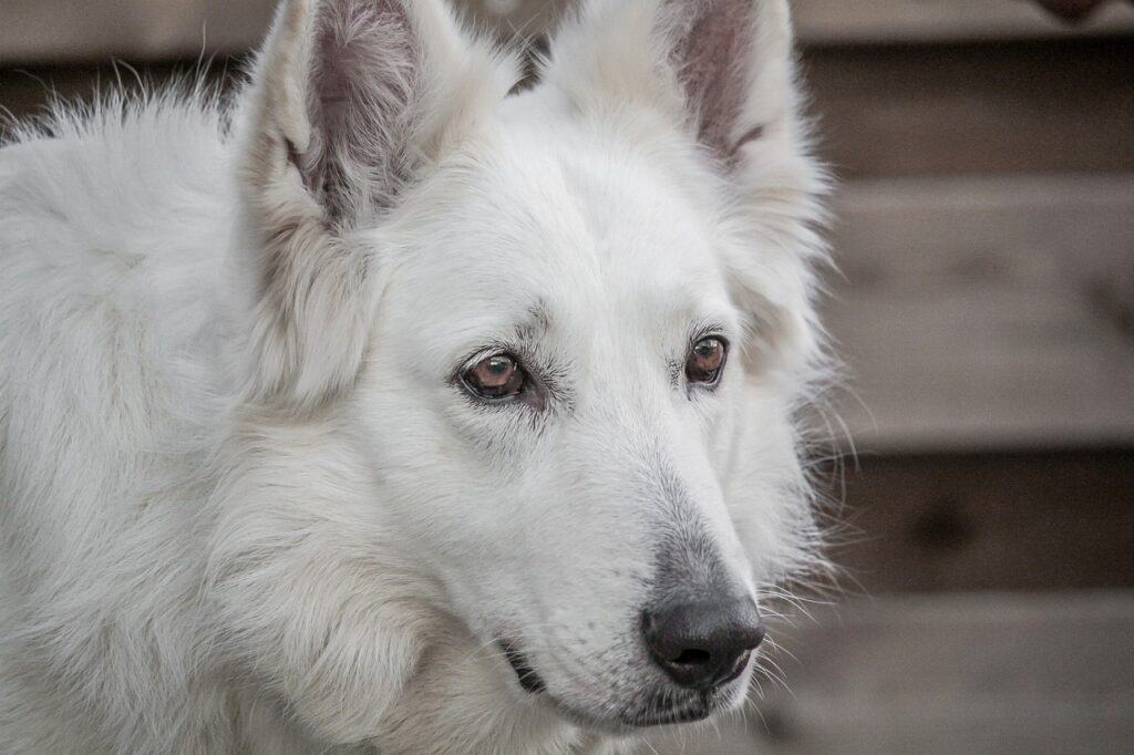 White Shepherd looking serious