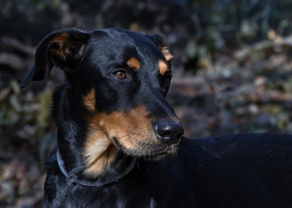 Beauceron looking back