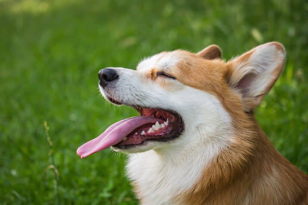 Pembroke Welsh Corgi panting