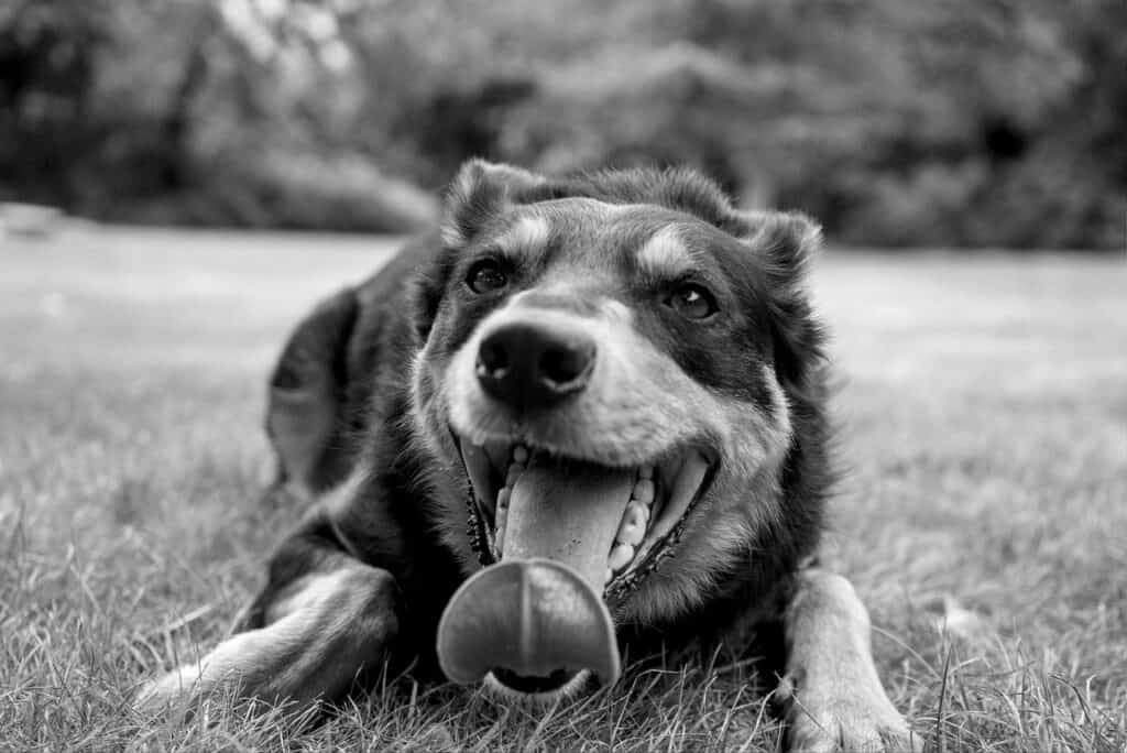 Australian Kelpie lying down