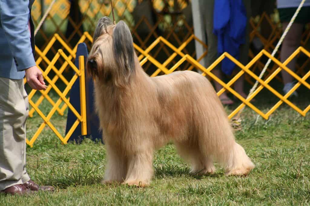 Briard showing