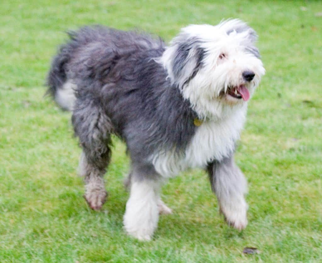 Old English Sheepdog barking