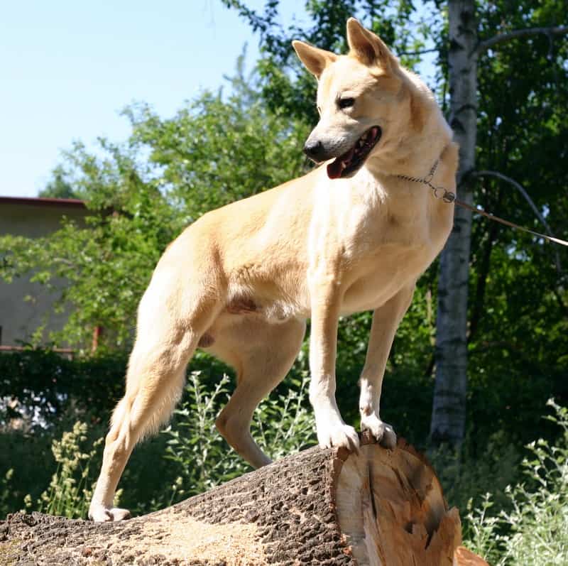 Canaan dogs standing on rock