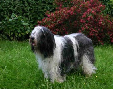 Polish Lowland Sheepdog on grass