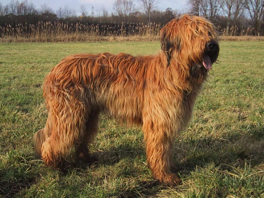 Briard standing in the field