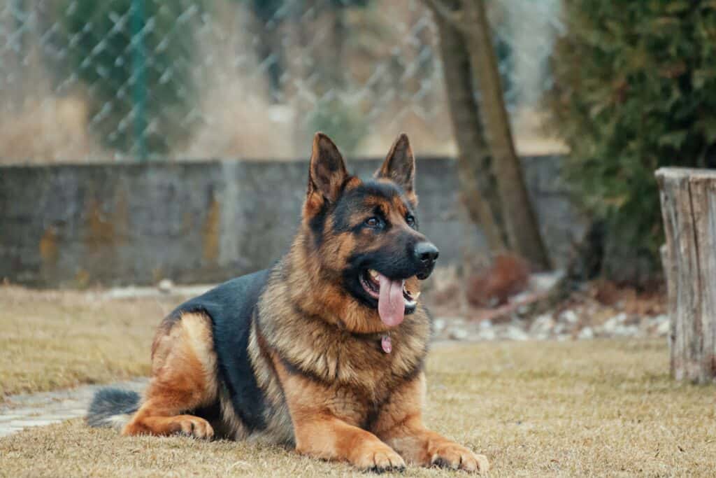 German shepherd resting on a field