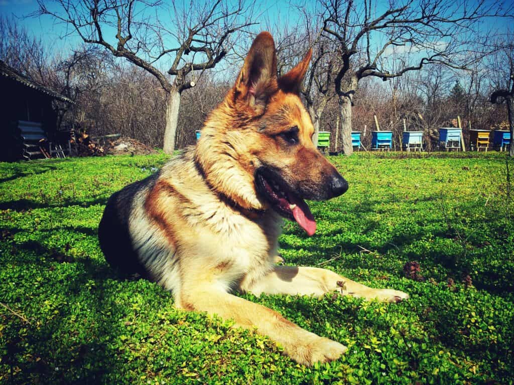 Alsatian resting on the grass