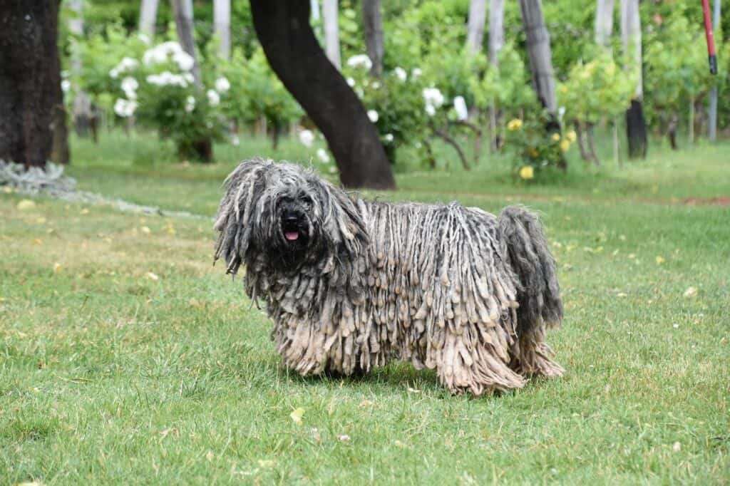 Puli walking in the sun