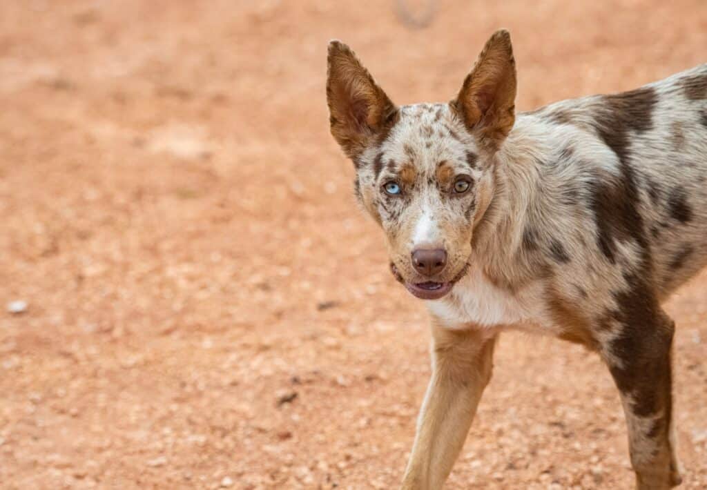 a Australian Kelpie standing on a dirt road