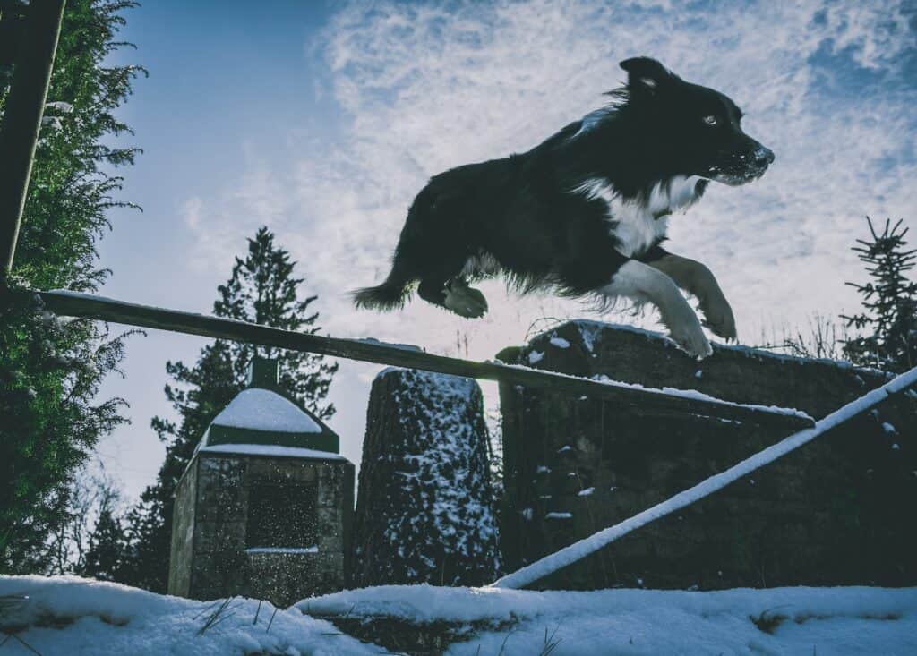 Border Collie jumping gate