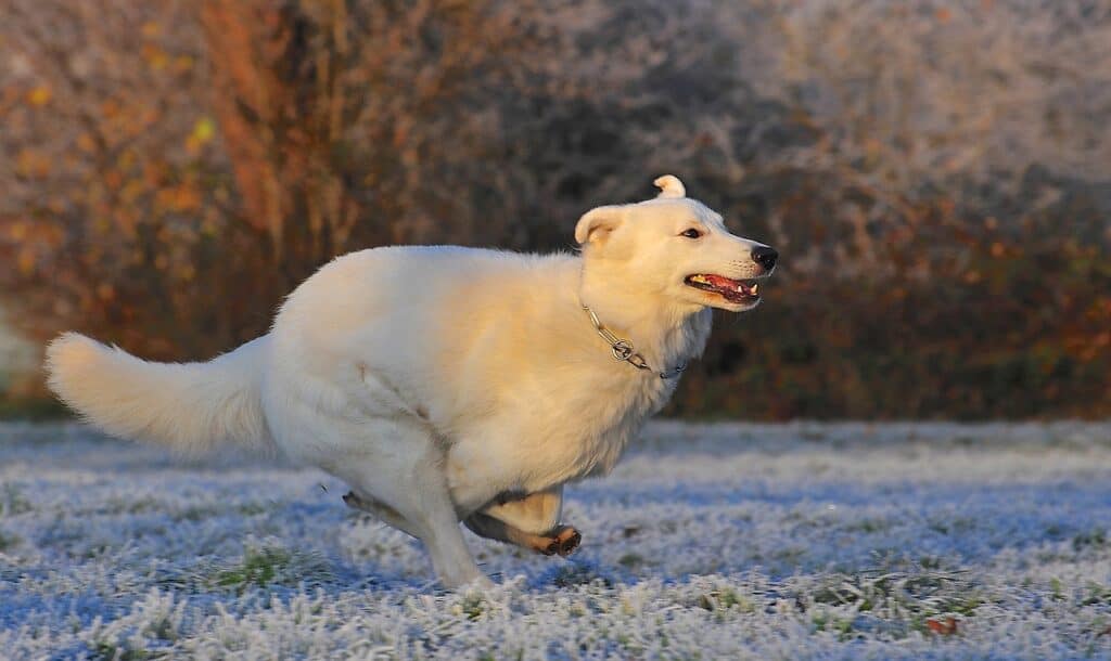 White Swiss Shepherd running