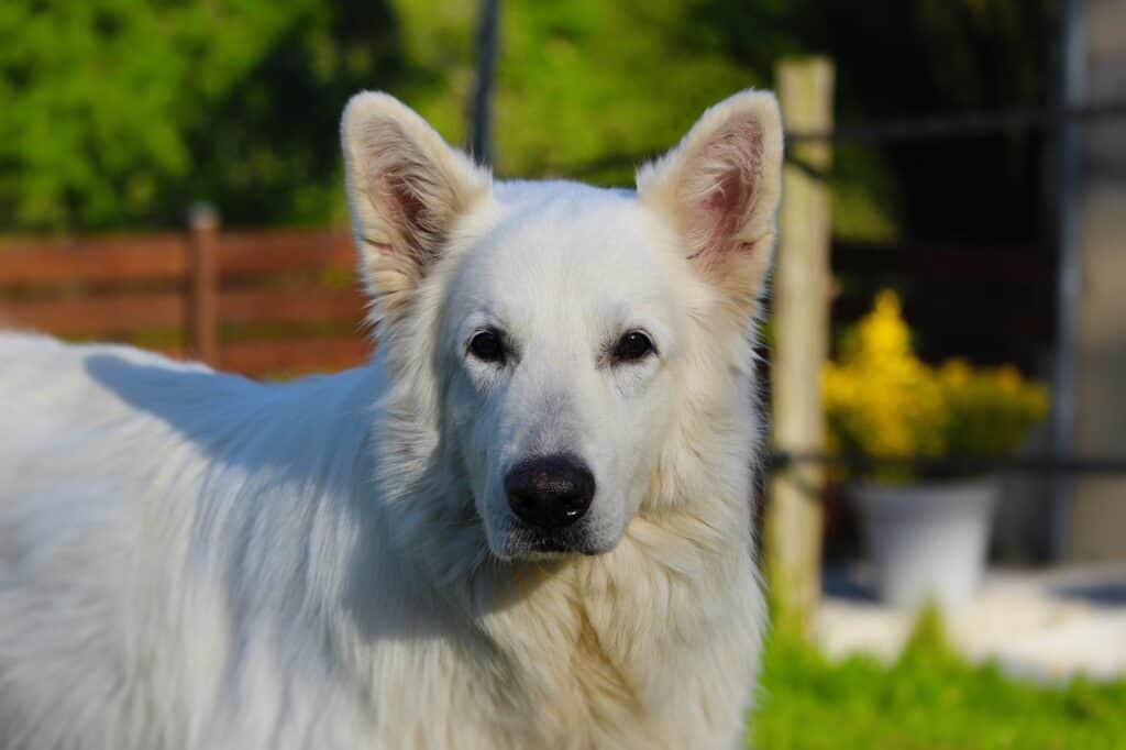 White Swiss Shepherd looking serious