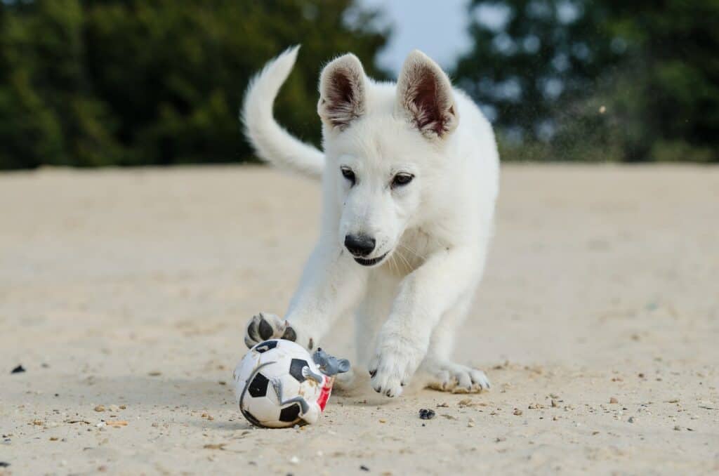 White Shepherd puppy playing with a ball