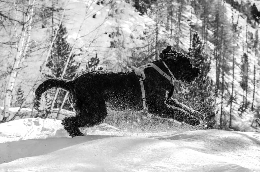 bouvier des flandres, running through the snow