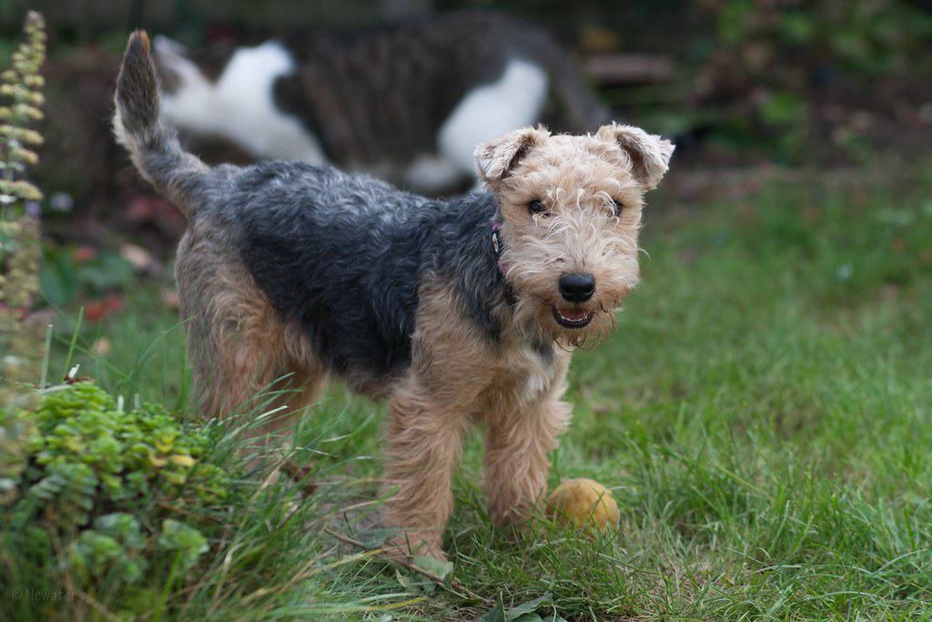 Lakeland Terrier with ball