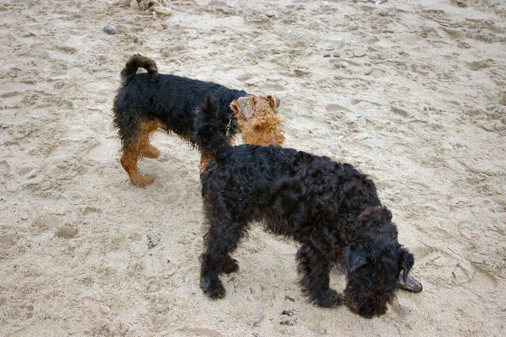 Lucas Terrier's together on the beach