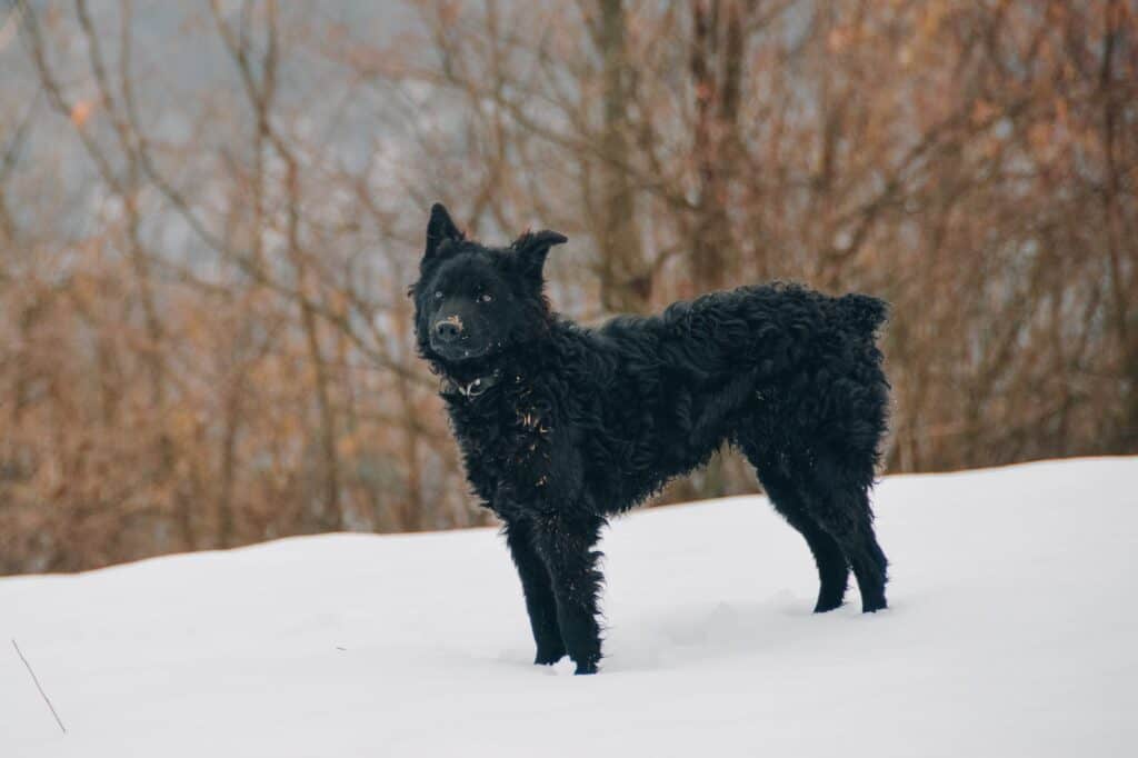 Croatian Sheepdog in Forest