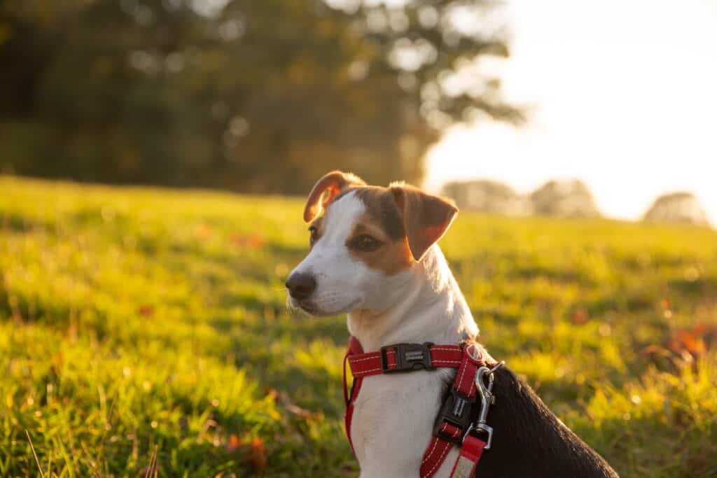 Close-Up Photo of a brazilin terrier