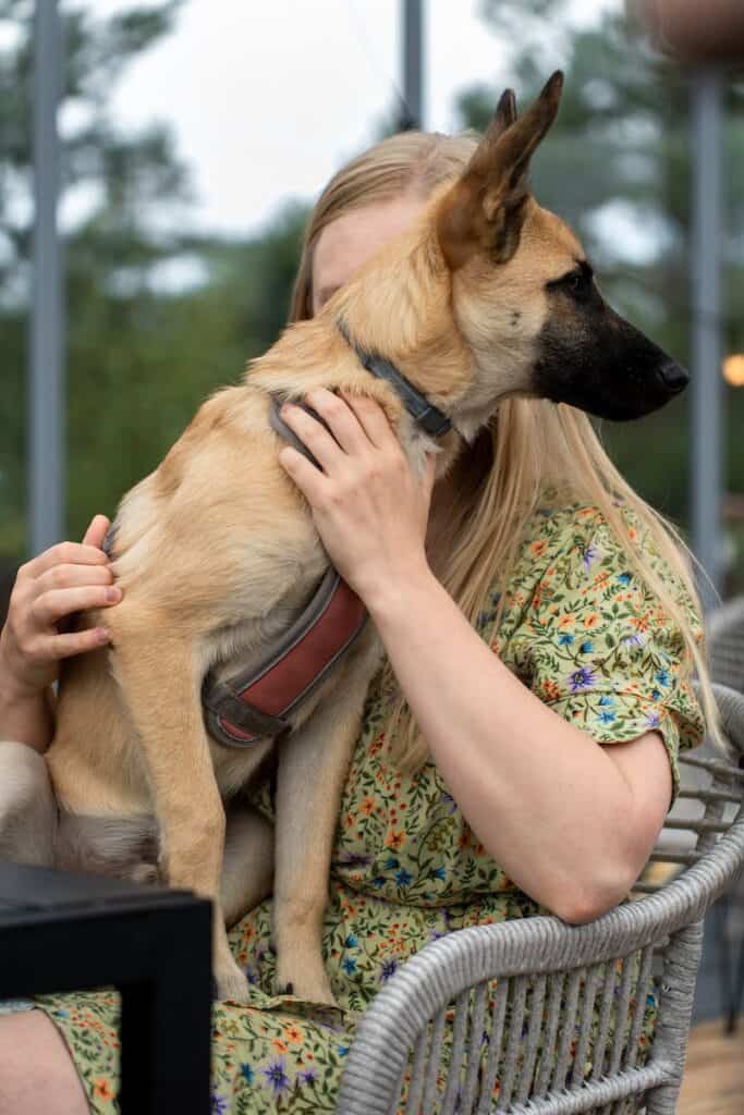 Photo of katie, a german shepherd dog in kent, england, Woof Mastery