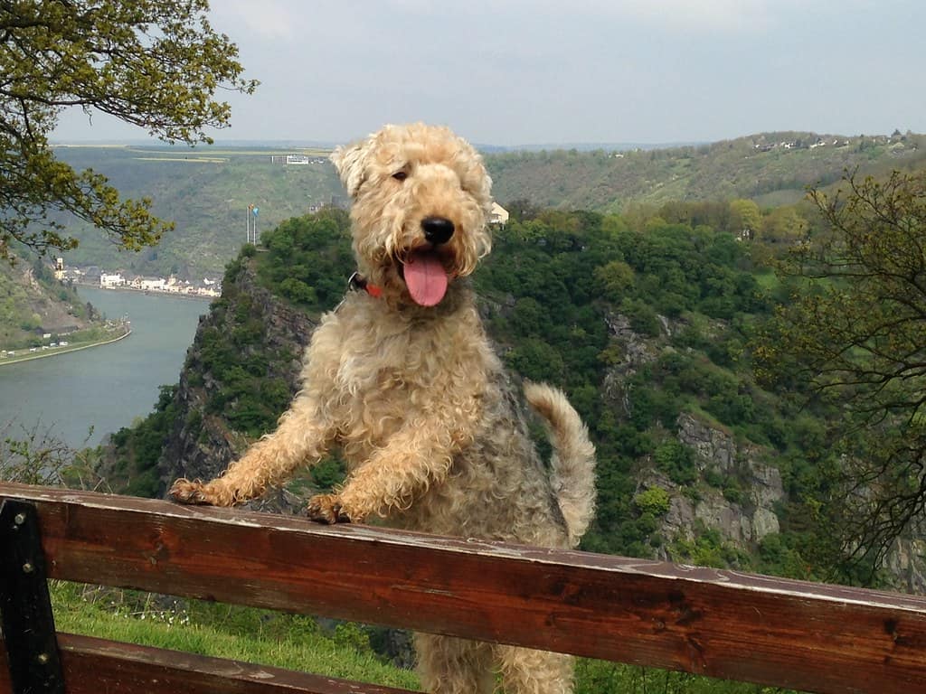 Lucas Terrier on bench