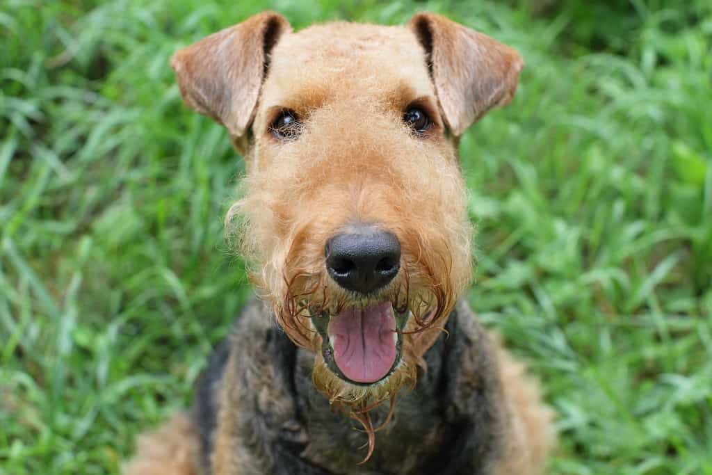 Airedale terrier smiling