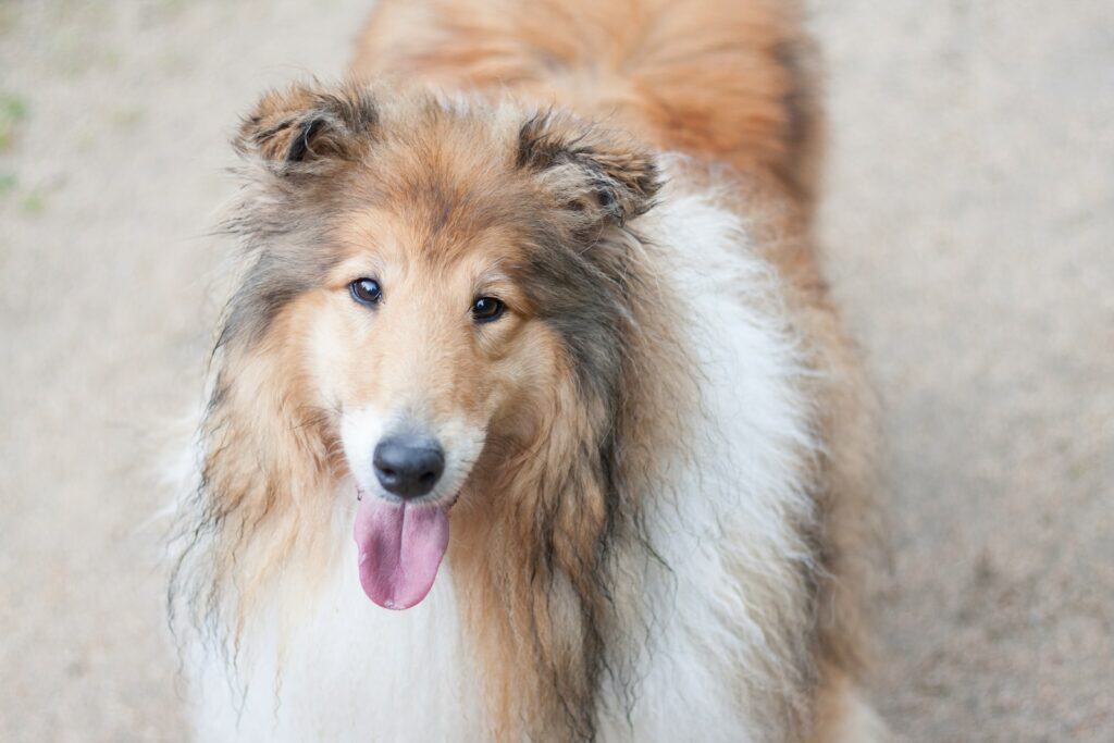 Shetland Sheepdog standing on top of a road