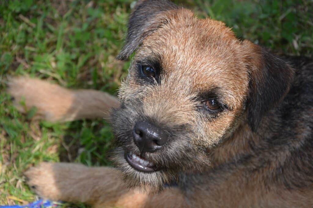 Border Terriers puppy looking up in nature