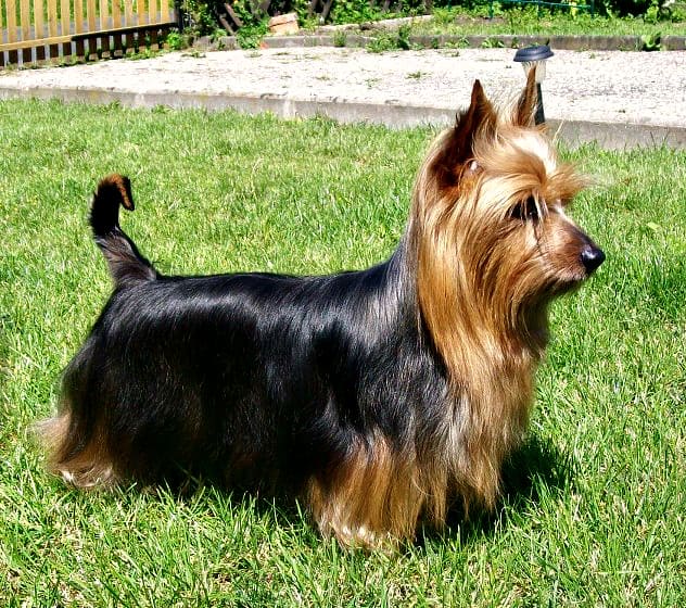 Australian Terrier standing on grass