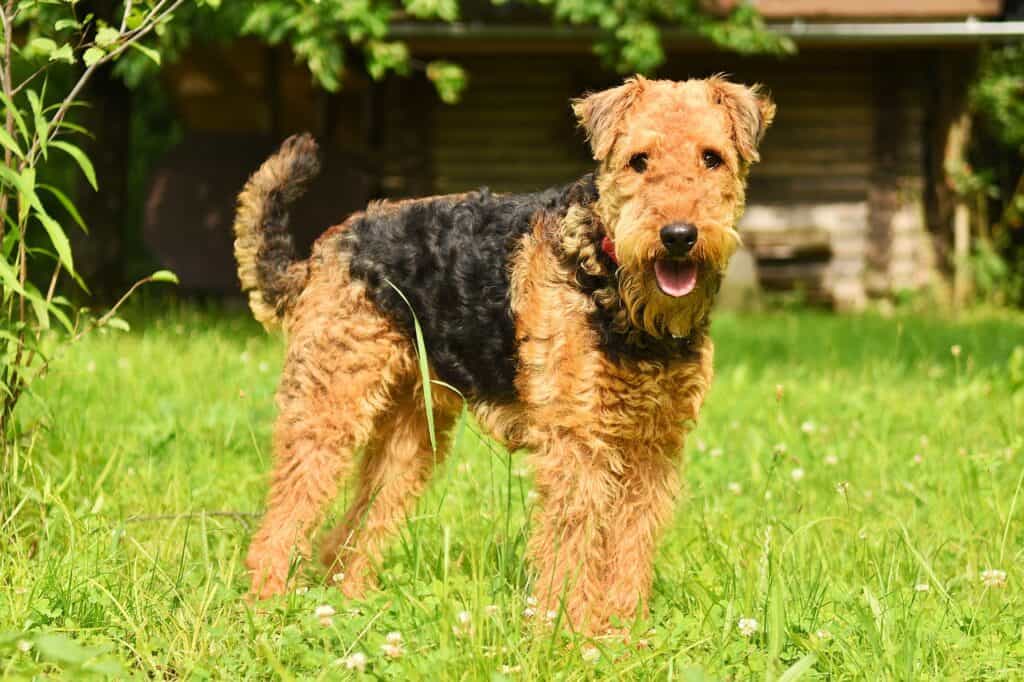 Airedale terrier on lawn