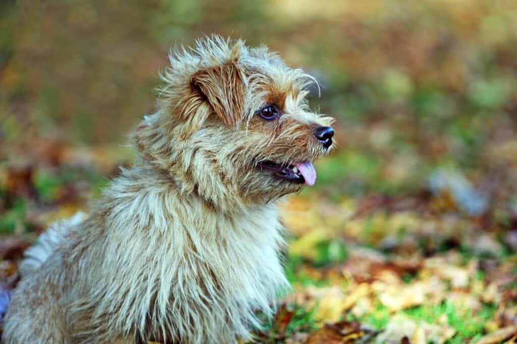 Norfolk Terrier with a smile