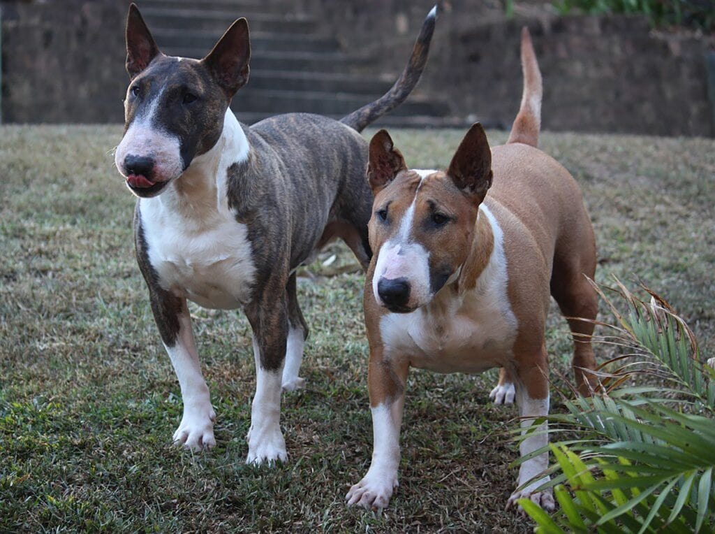 Miniature Bull Terrier couple