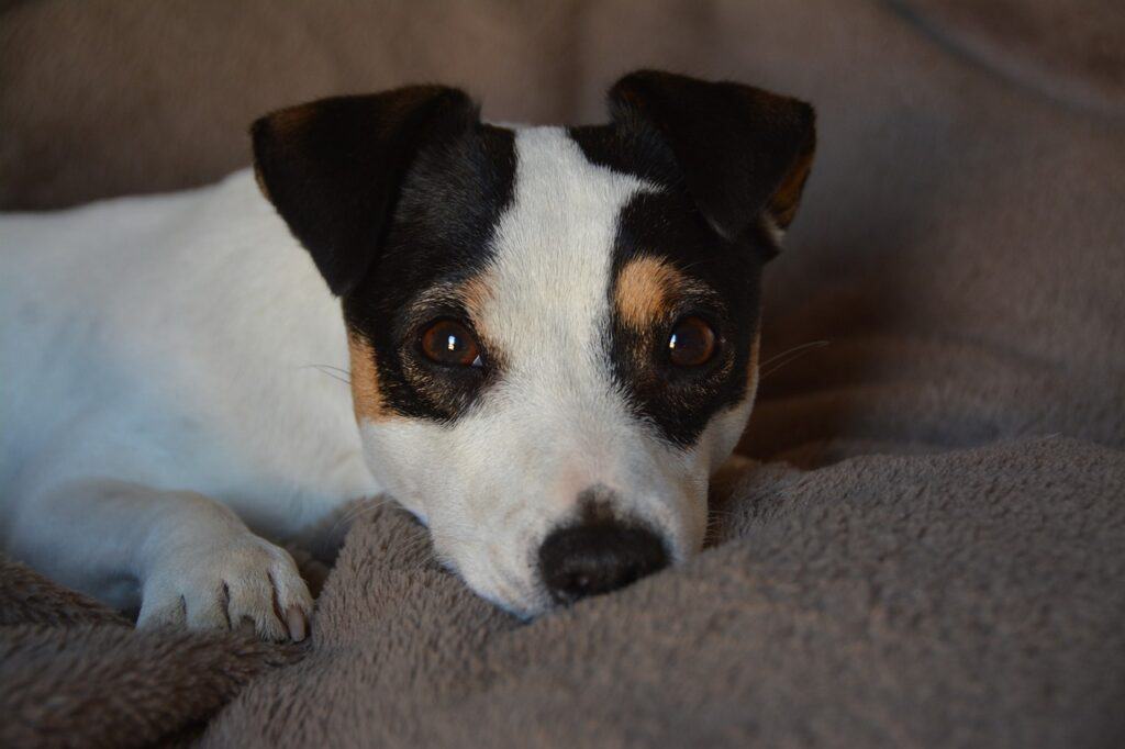 Japanese Terrier puppy