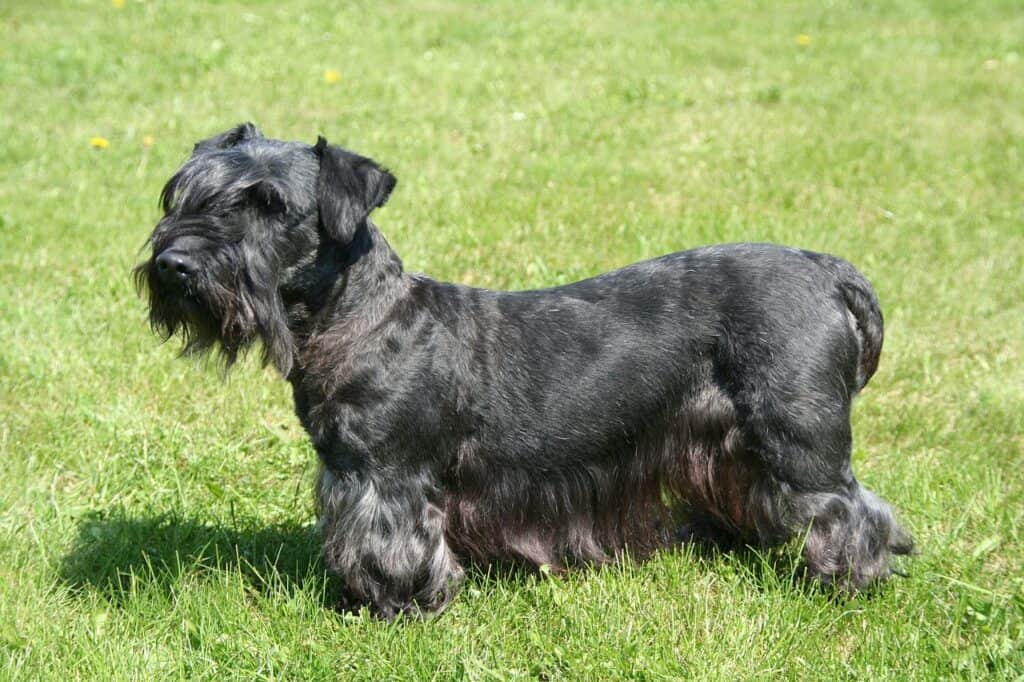 Cesky Terrier on the lawn