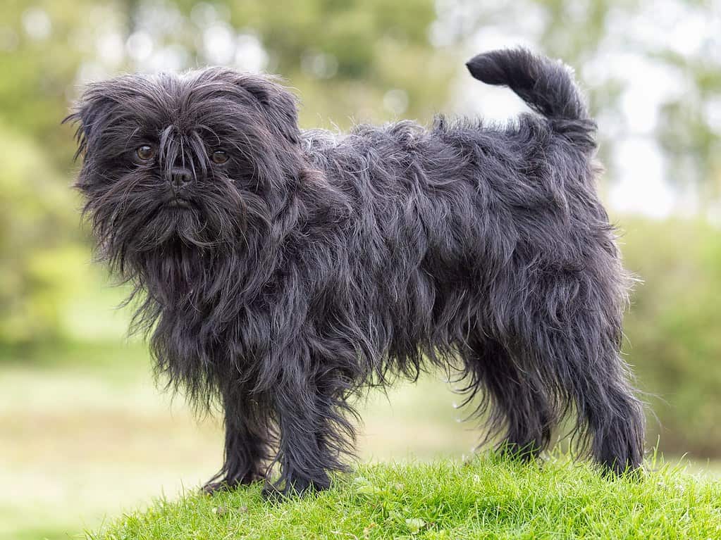 Photo of a Affenpinscher standing on the grass