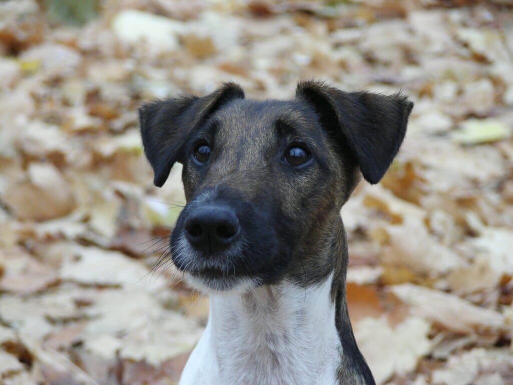 Fox Terrier (Smooth) close up