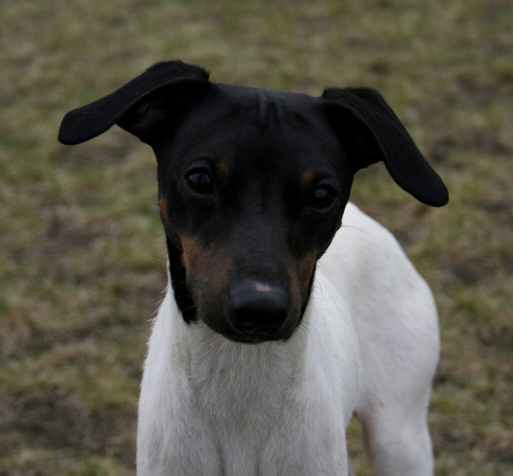 Japanese Terrier standing close up