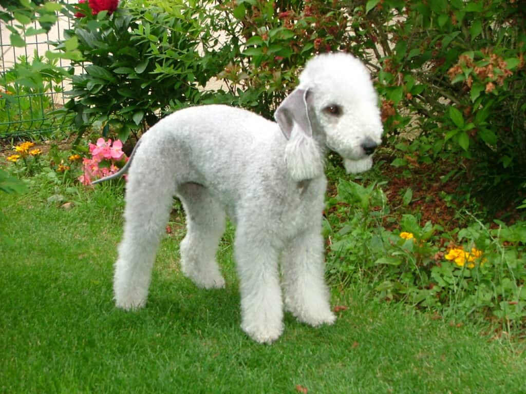 Bedlington Terrier standing on the lawn