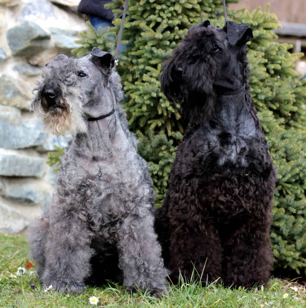 Kerry Blue Terrier standing together